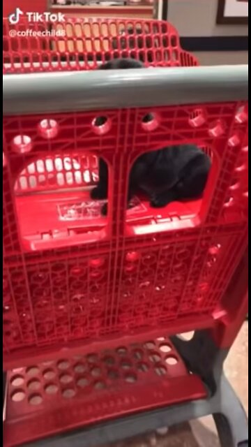 A cute puppy new soul