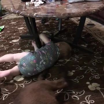 Baby Tries To Climb A Dog, Falls Down Hilariously