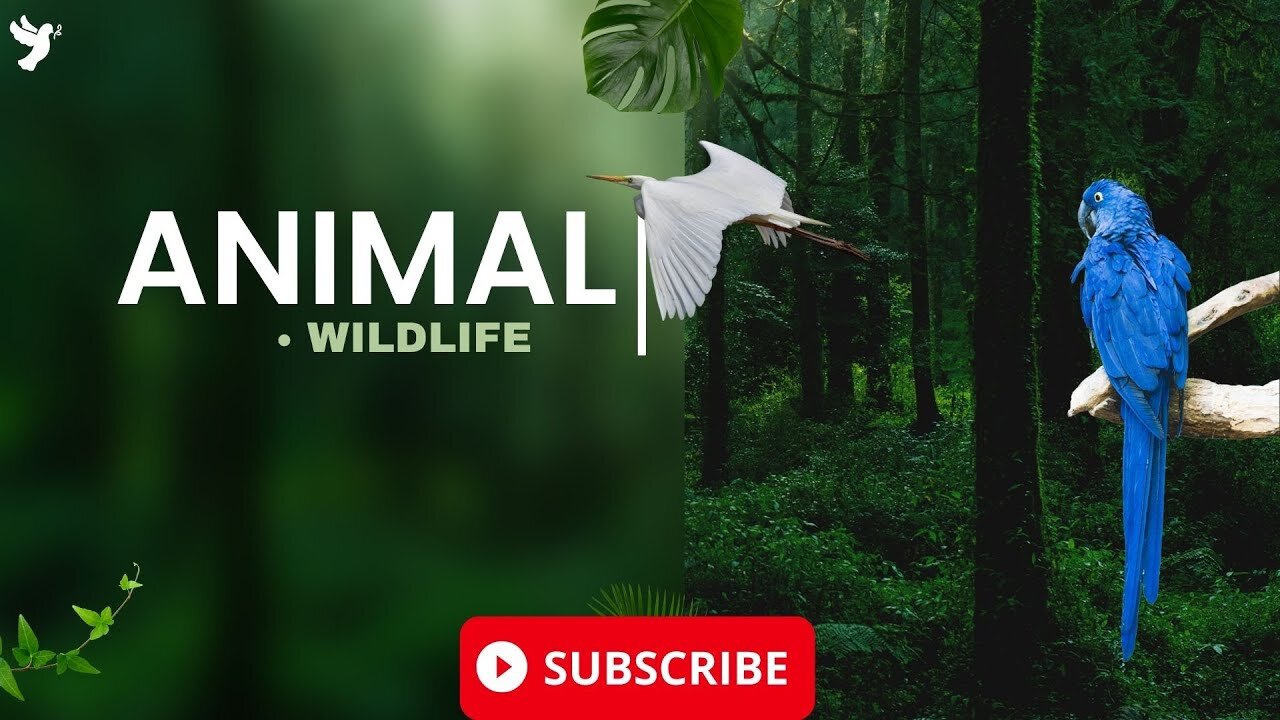 Nature Relaxation Film With African wildlife Documentary - Animal Wildlife Real Sound Of Africa