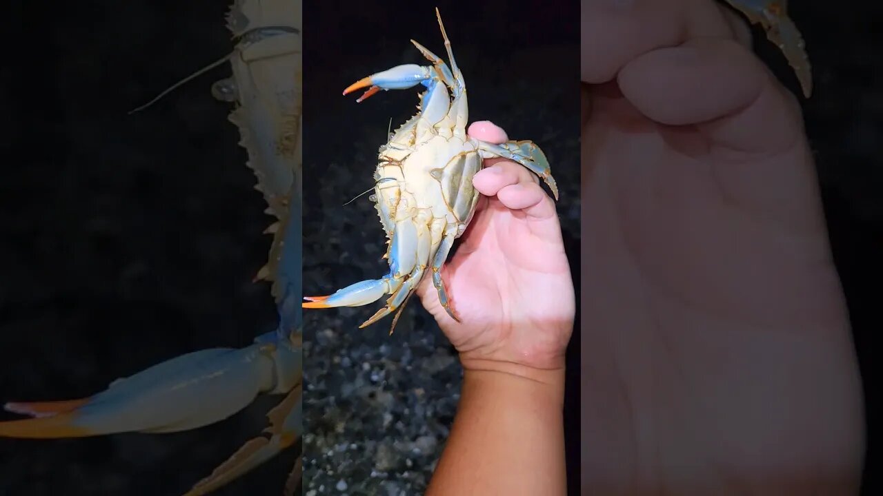 Beautiful young matured female blue crab found at night at Jones Beach!