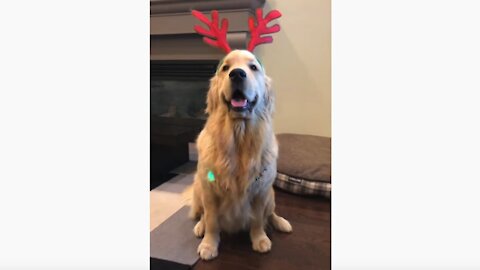 Sterling the Golden Retriever's first year