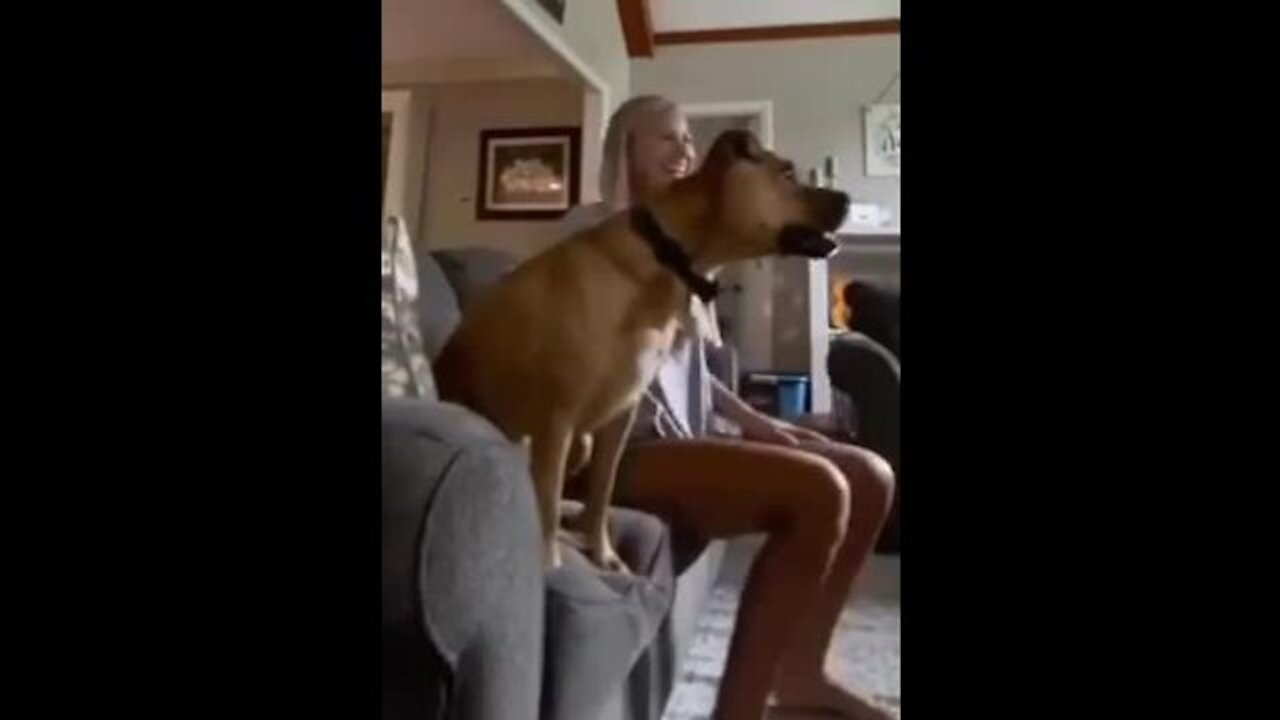 A dog watches a football match and rejoices in a beautiful way