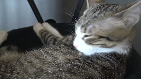 Grooming Is a Stress Reliever