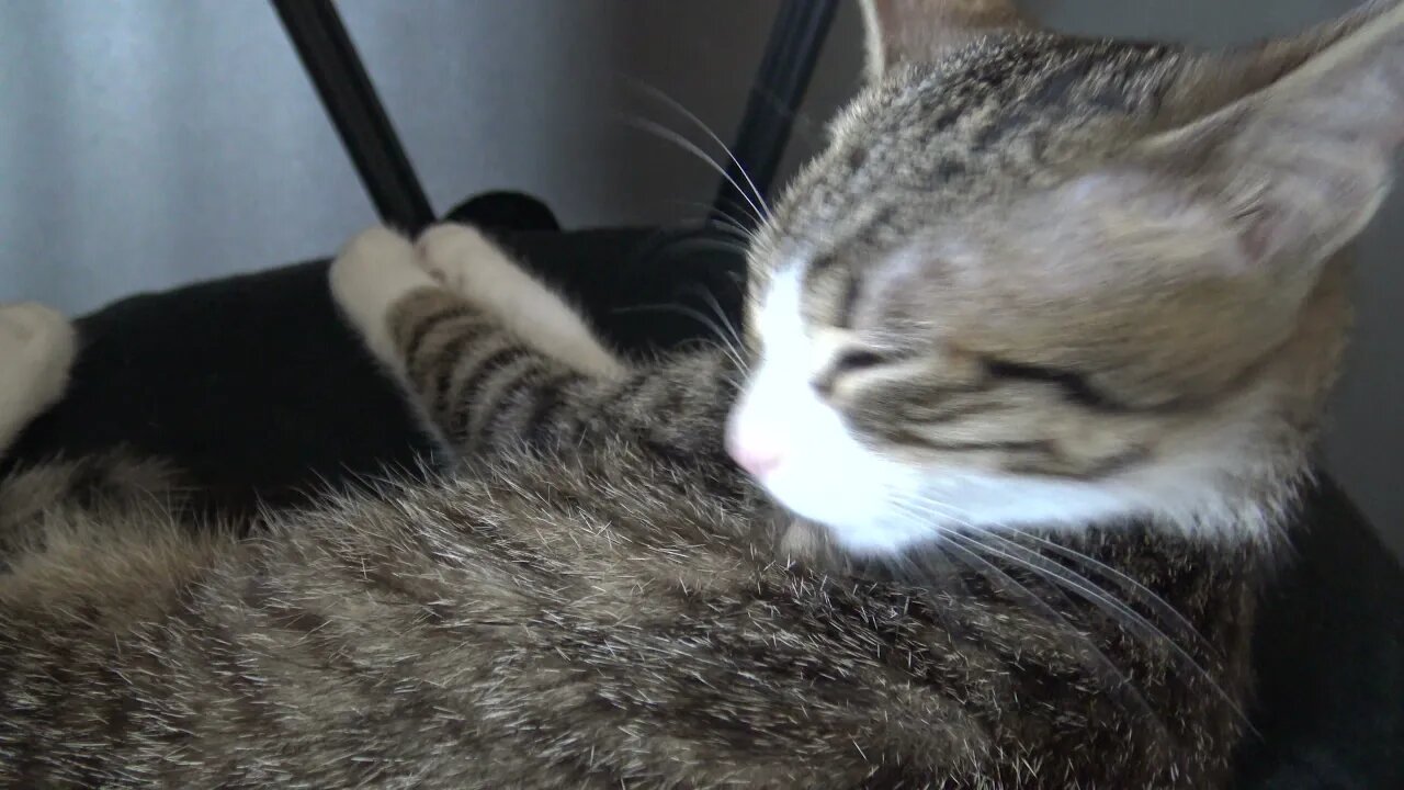 Grooming Is a Stress Reliever