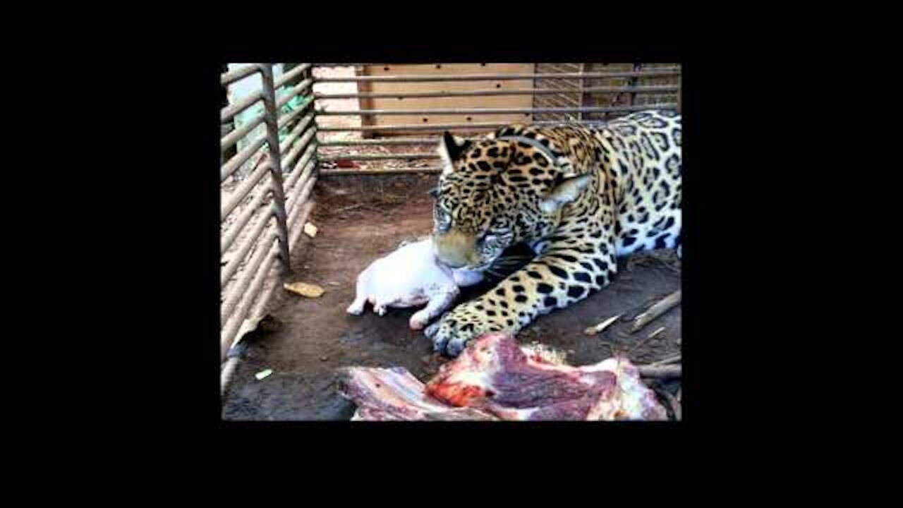 Ibama rescues a jaguar held in illegal captivity in Pará