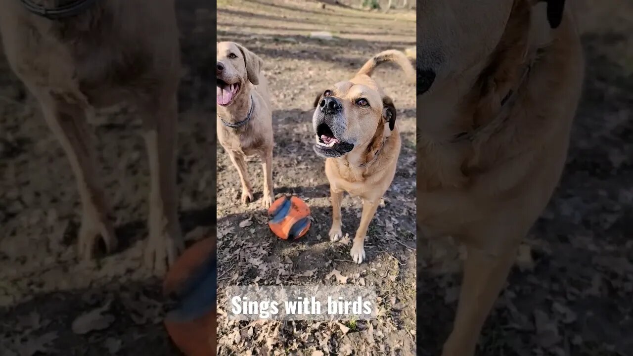 Singing with the birds #sillydog #barkingdog #talkingdog talkingd