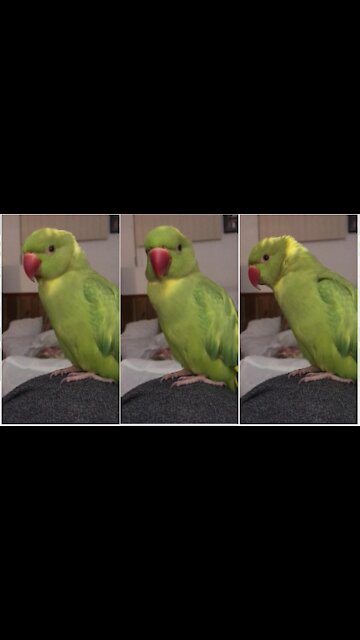 Super cute parrot admits he likes his tickles and cuddles
