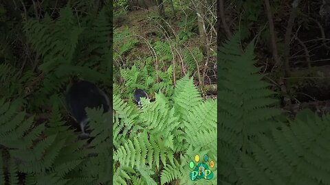 Mooshie through the ferns.