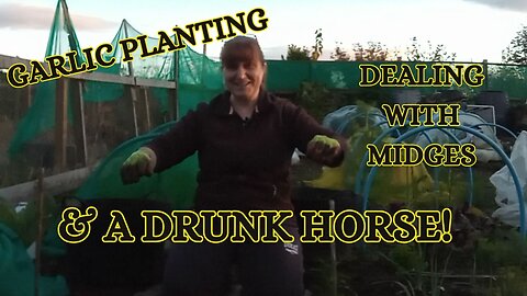 Scottish Allotment - Garlic, Midges and a DRUNK HORSE story!!