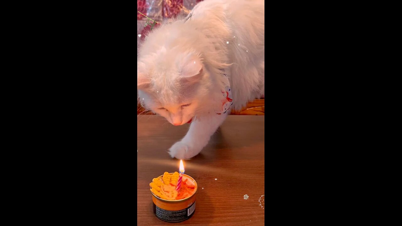 Cat Celebrating His Birthday