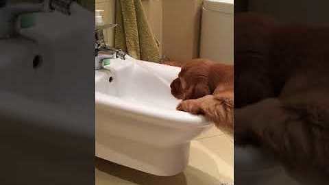 Puppy thinks bidet is her personal water bowl