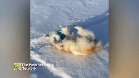 A snowy lake is too much fun for this 'good girl' in Kenora, ON