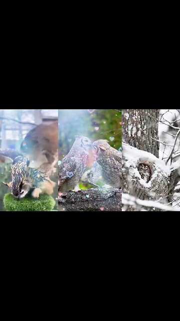Hoo's Ready for Some Adorable Owl Videos?