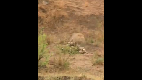 Incredible Lion Battle