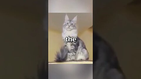 DO YOU THINK the CAT knew 🤣 Wholesome Moments