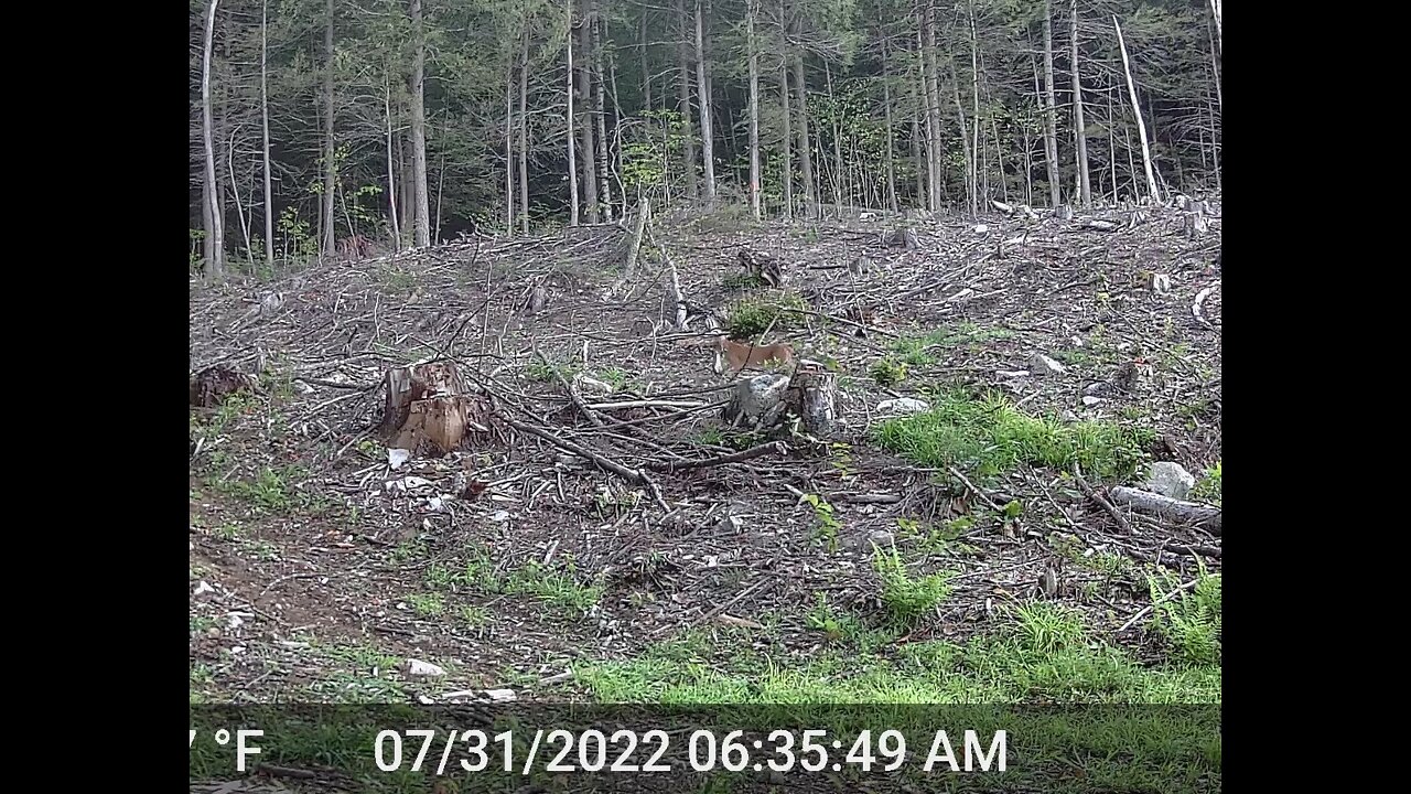 Bobcat finds lunch