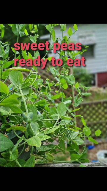 SWEET PEAS READY TO EAT!