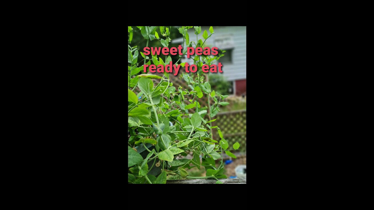 SWEET PEAS READY TO EAT!