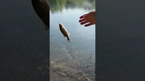 Pond Bass fishing the Flat Top Minnow weightless! #fishing #bassfishing #bass #pondfishing #shorts