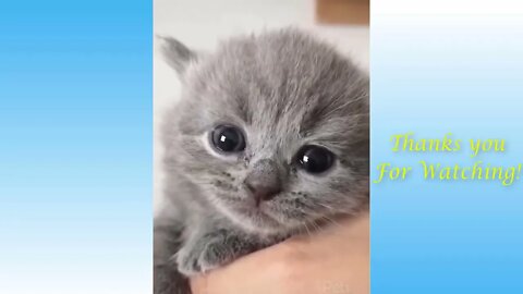 The Top Funniest Cat Videos Of The Week | You will not be able to stop laugh