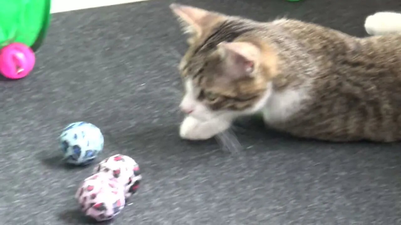 Kitten Does not Know Which Toy to Choose