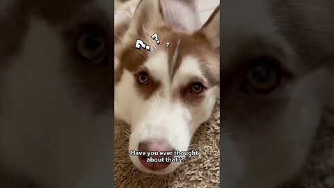 Husky won’t stop chasing his dreams