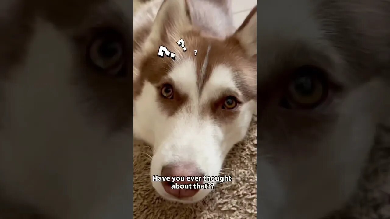 Husky won’t stop chasing his dreams