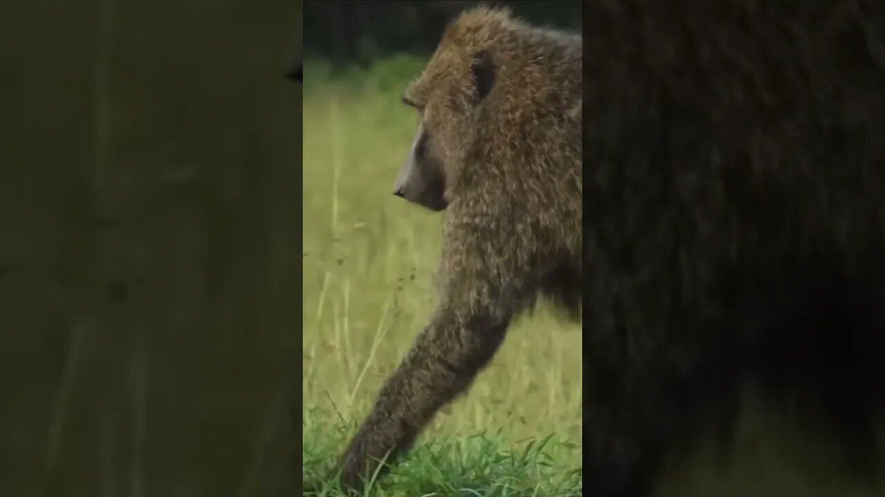 Amazing animals, cute sounds / monkey