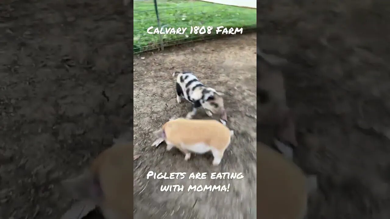 Piglets are eating with mom now