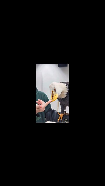 Spirit's gentle beak skills (Bald Eagle)