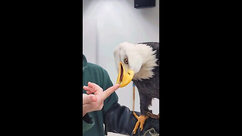 Spirit's gentle beak skills (Bald Eagle)