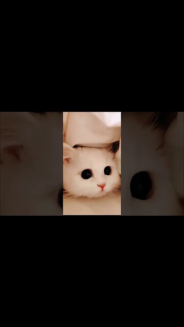 Cutest Cat compilation on the internet😽