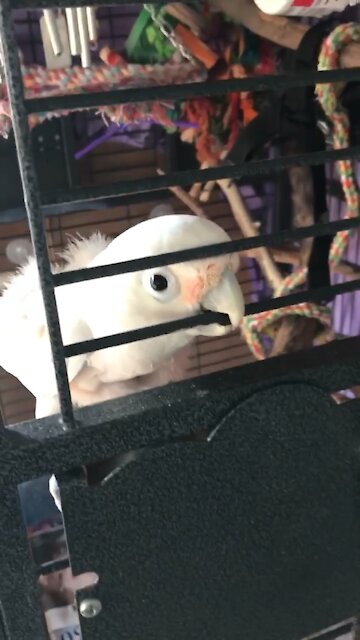 Cockatoo Turbo is psycho 😂