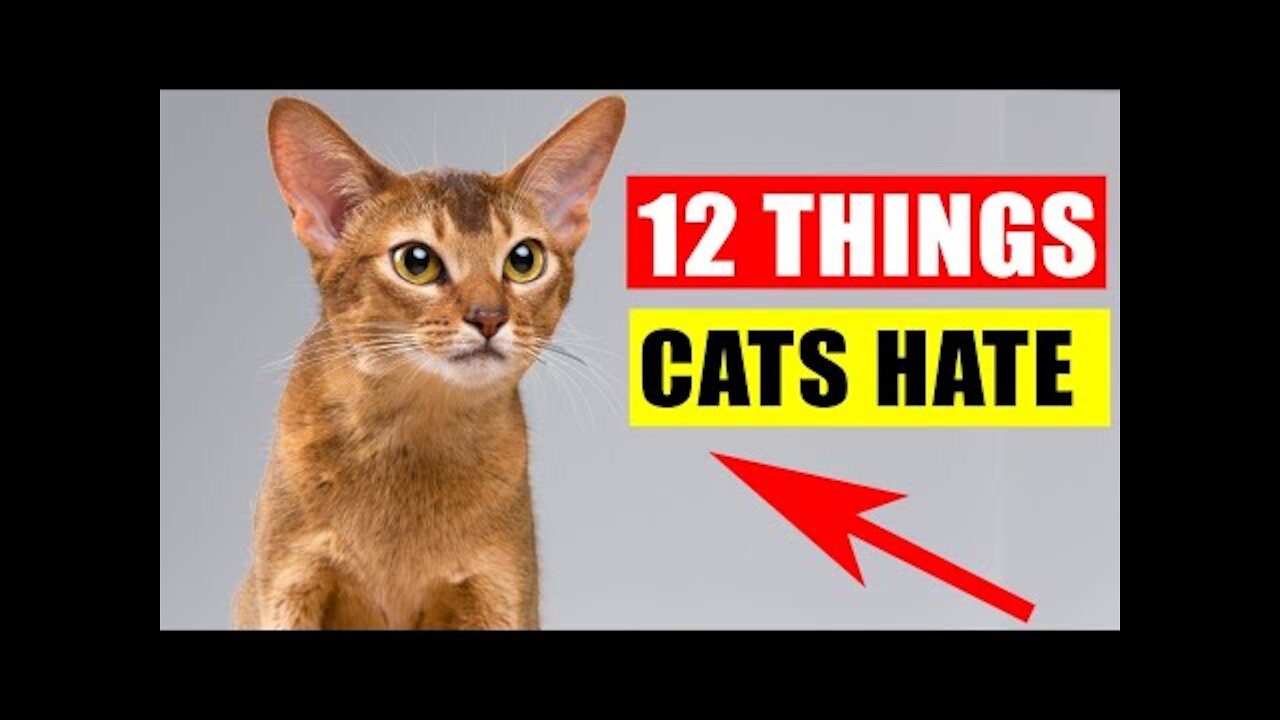 MUST WATCH Things Cats Hate the Most