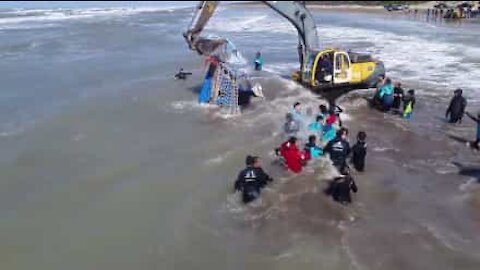 Salvataggio di un'orca spiaggiata in Argentina