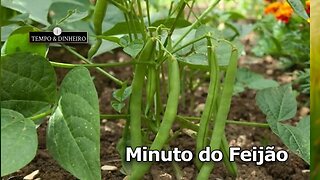 Feijão otimista com demanda mo final de semana