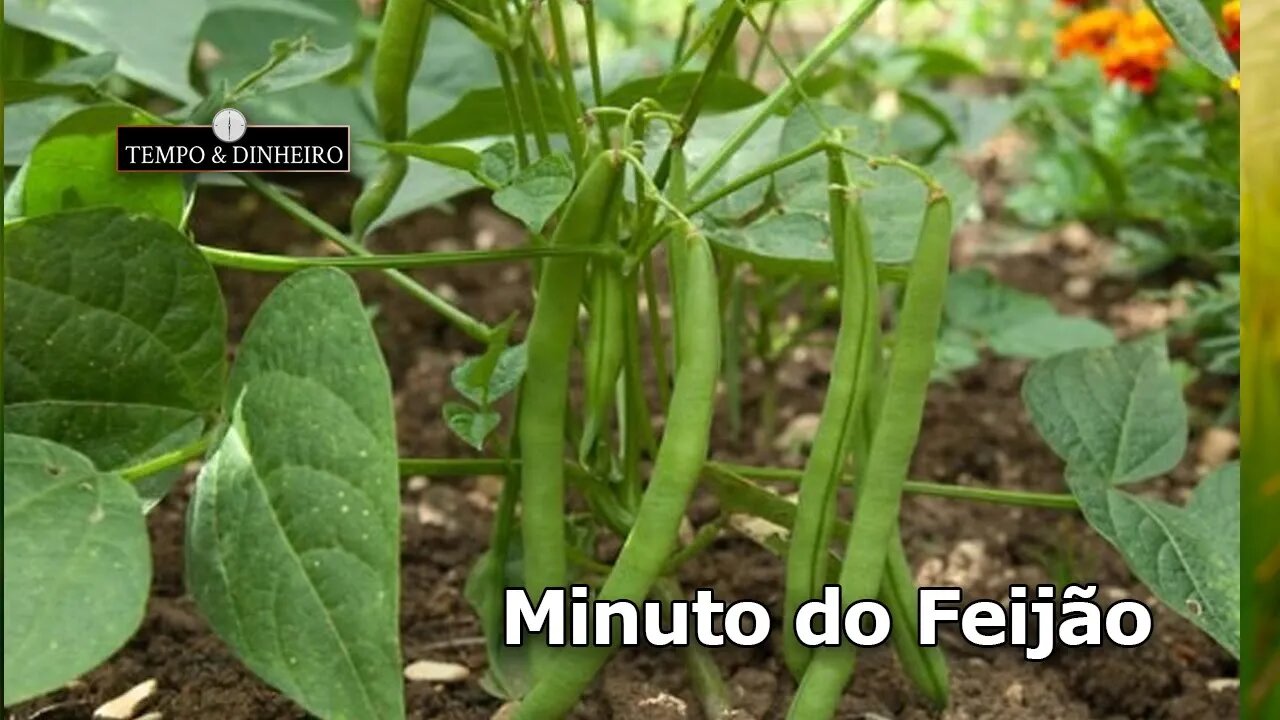 Feijão otimista com demanda mo final de semana