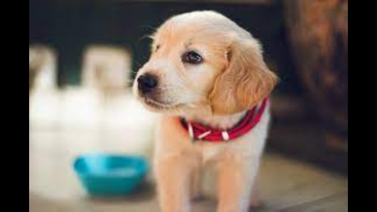 Labrador puppy training