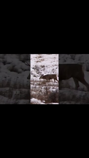 Is the grass greener on that side of the fence? #shorts