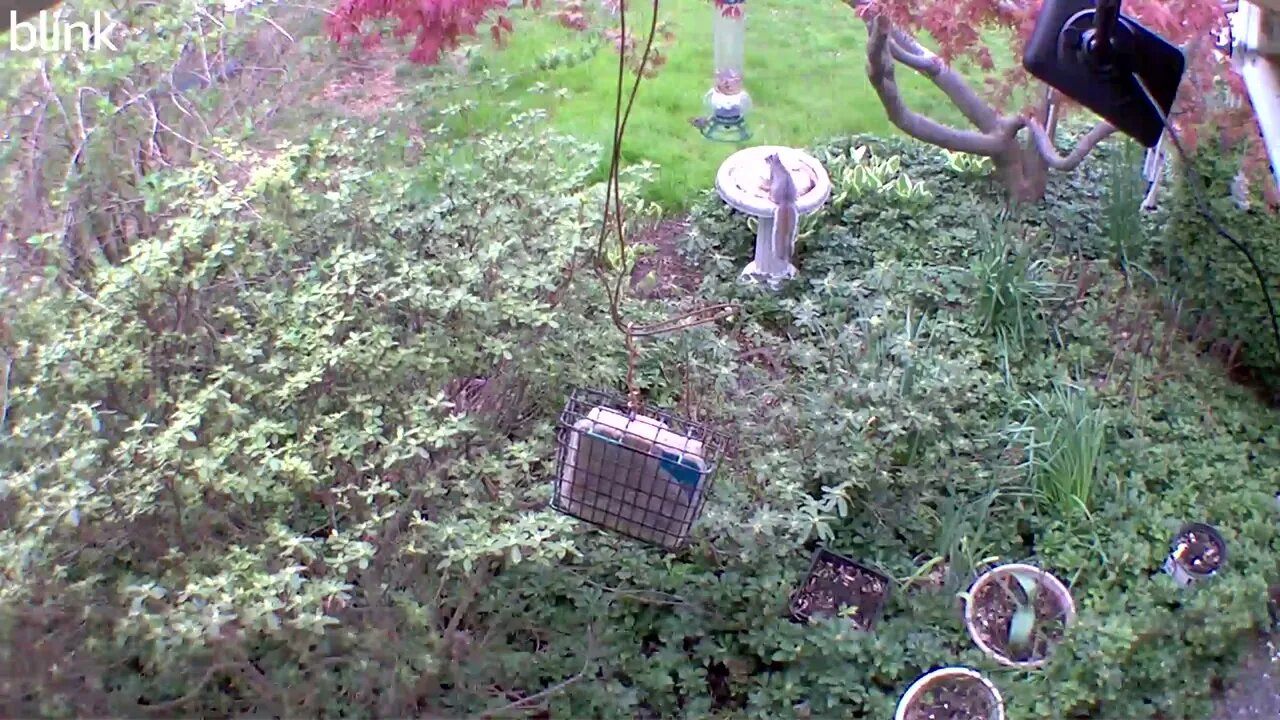 1_WEST_FLOODLIGHT_VIDEO_CAM_2023-04-07T08_48_17-0400.mp4