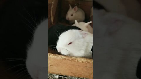 #babybunny #bunnies #rabbits #farmanimals #babyanimals #cuteanimals #homesteading #homesteadlife