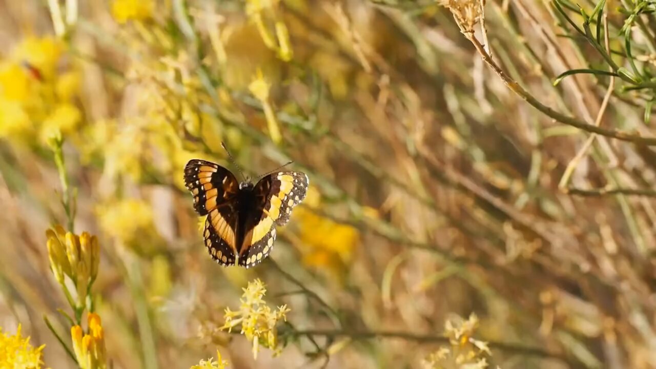 Relaxing with beautiful butterflies and nature peace