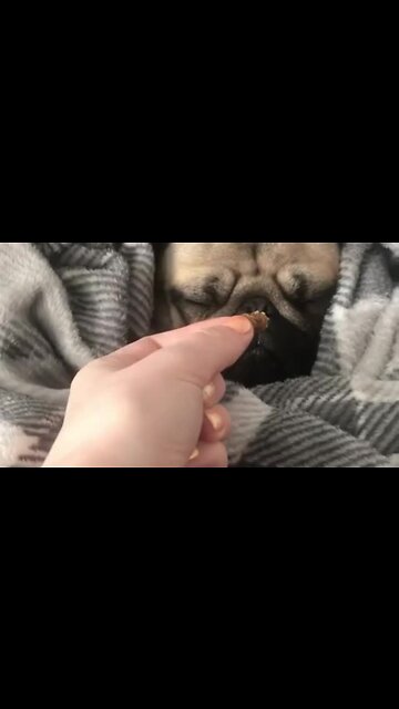 Pug Wakes From Deep Sleep To Snack On Tasty Treat