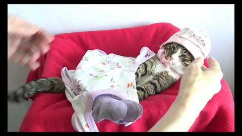 The Sleepy Cat