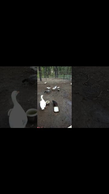 Hello Ezra and ducks