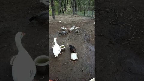 Hello Ezra and ducks