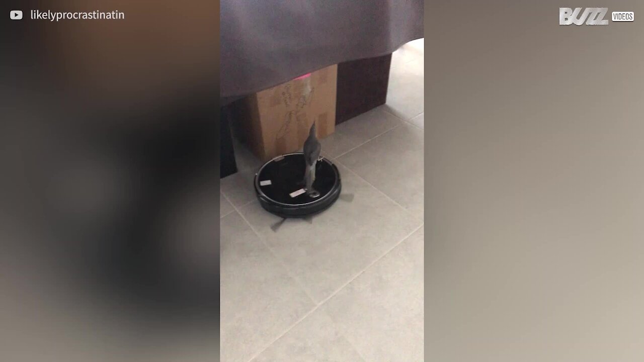 Cette jolie calopsitte fait un tour de Roomba