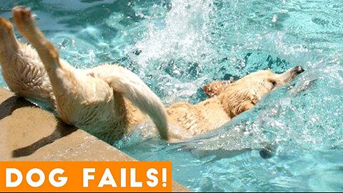 Funniest Dog Fail Compilation 2018 | Funny Pet Videos