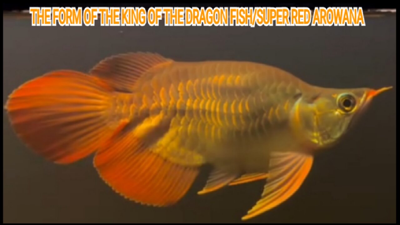 BODY SHAPE OF THE KING DRAGON FISH/SUPER RED AROWANA