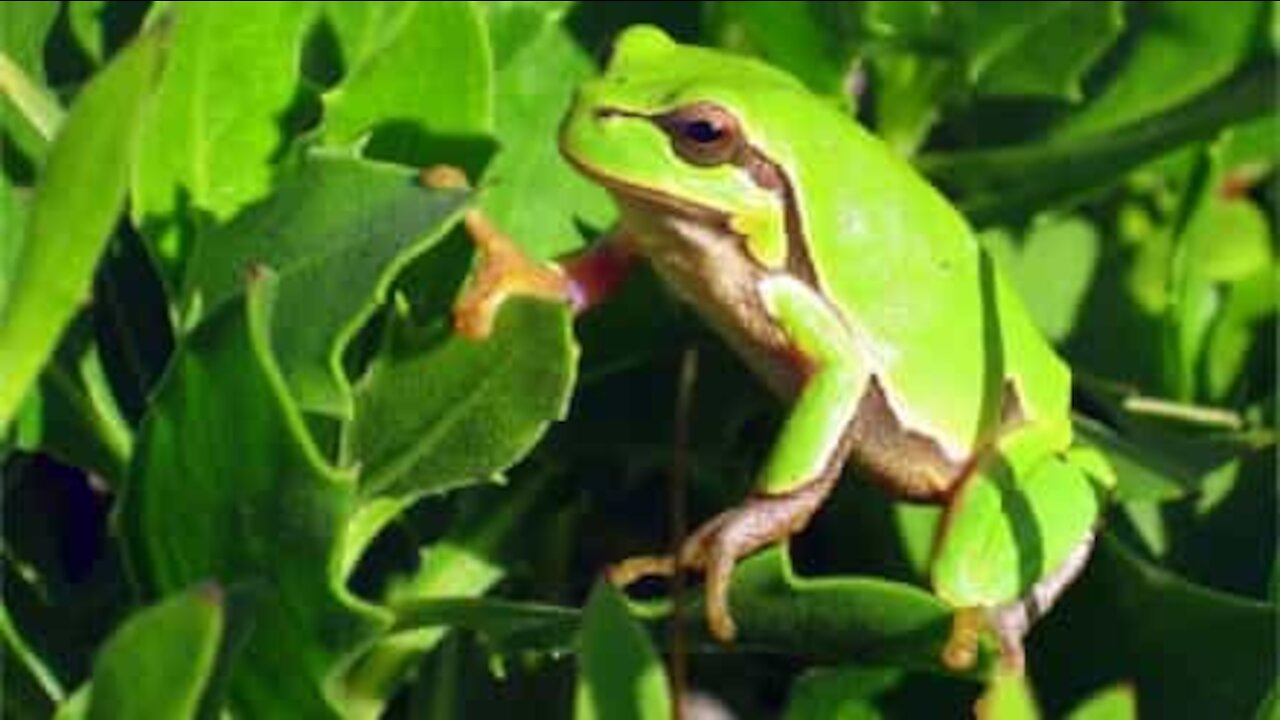 Cette petite grenouille a des difficultés pour sauter dans l'herbe haute